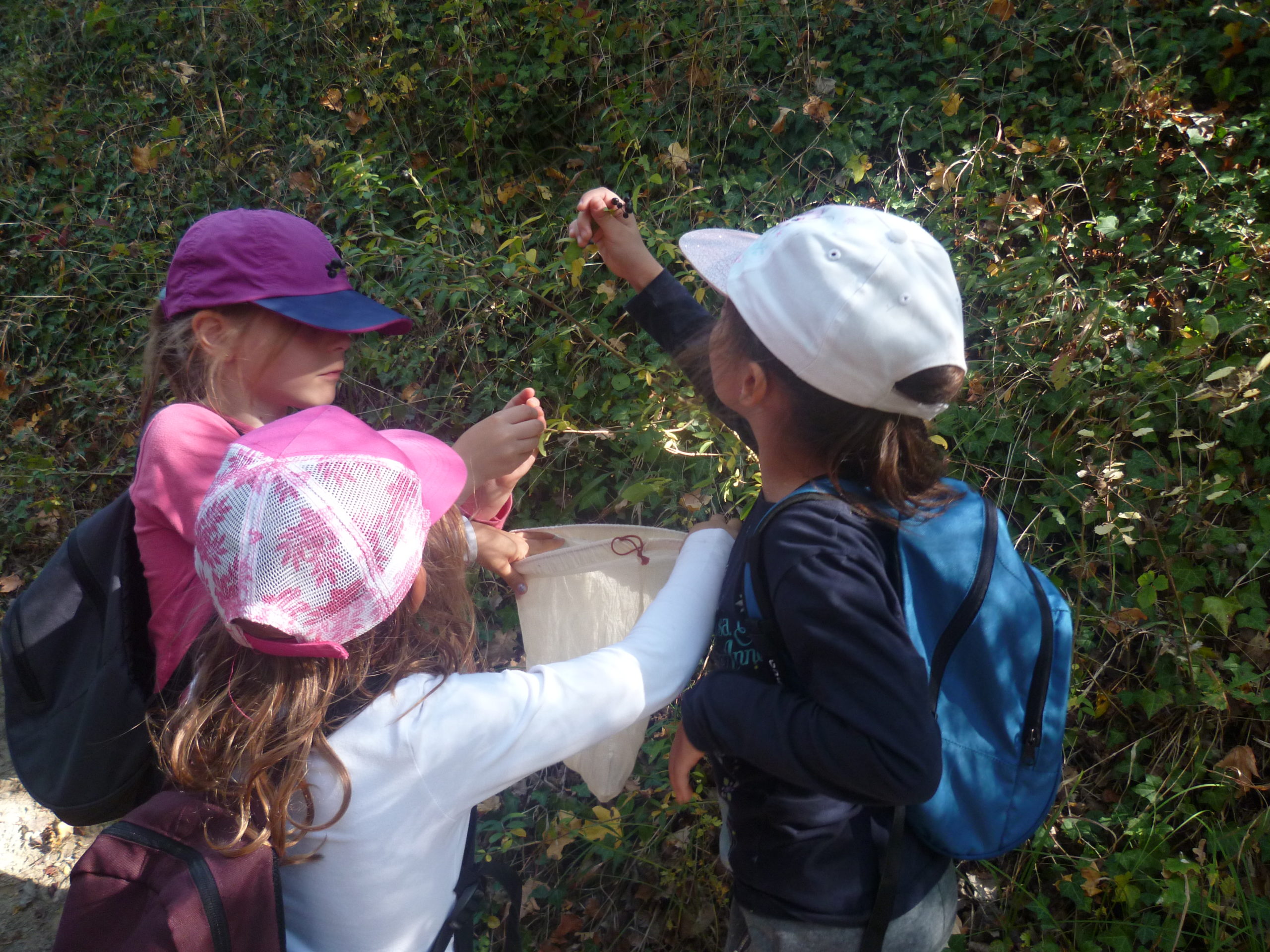 Animation flore De Nature Curieuse Education à l'environnement