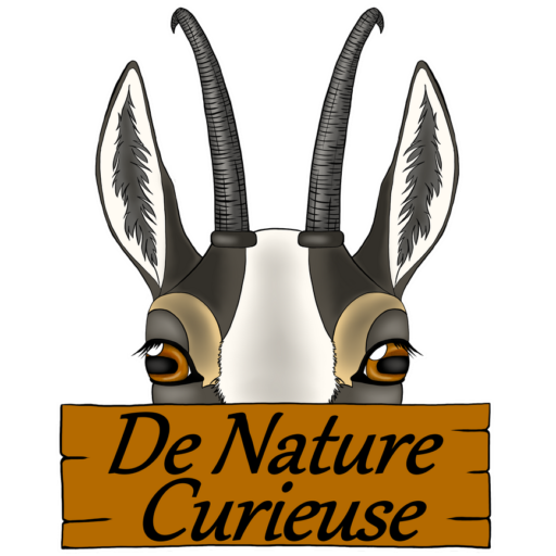 De Nature Curieuse - Logo Eva Francescut - Éducation à l'environnement