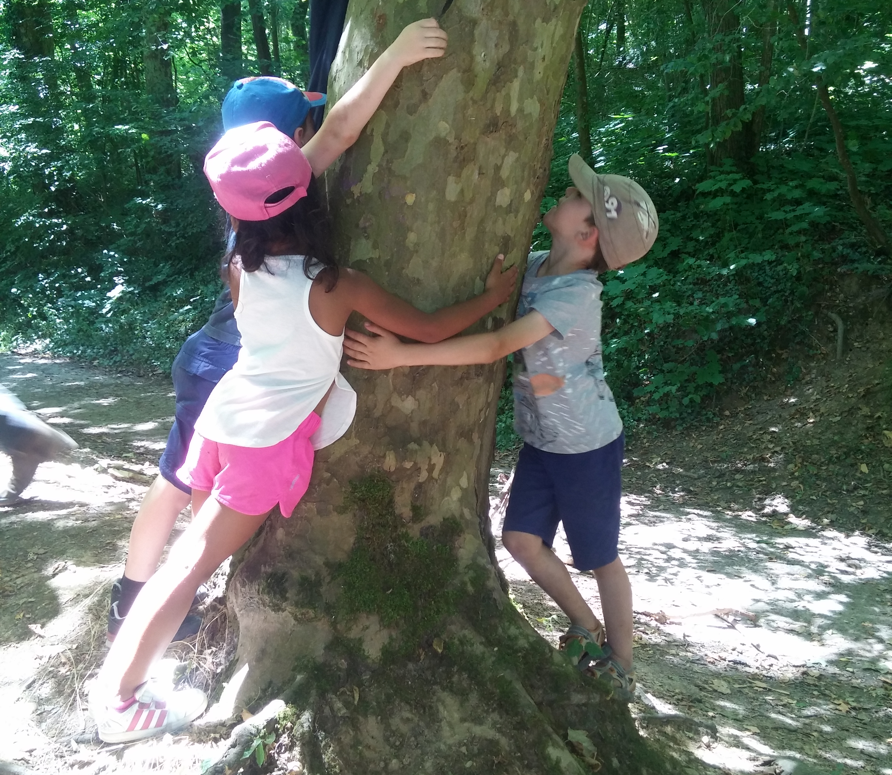Découverte des arbres De Nature Curieuse
